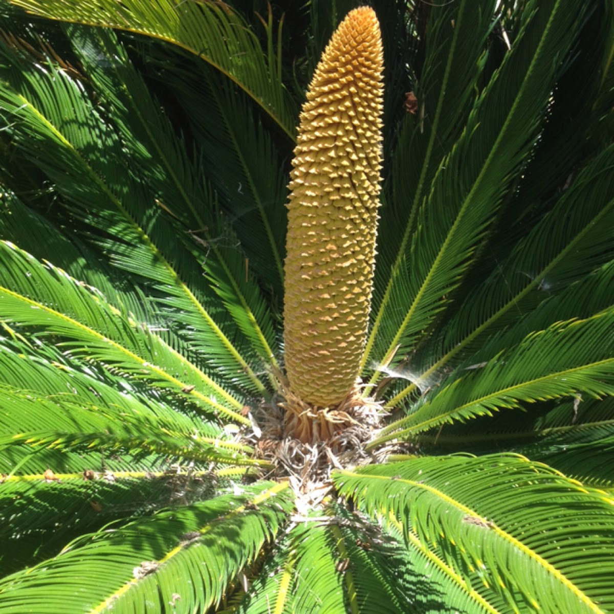 Sago Palm