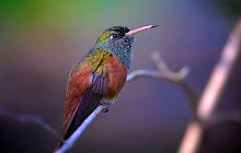 Hummingbird Wallpapers Hummingbirds New Tab small promo image