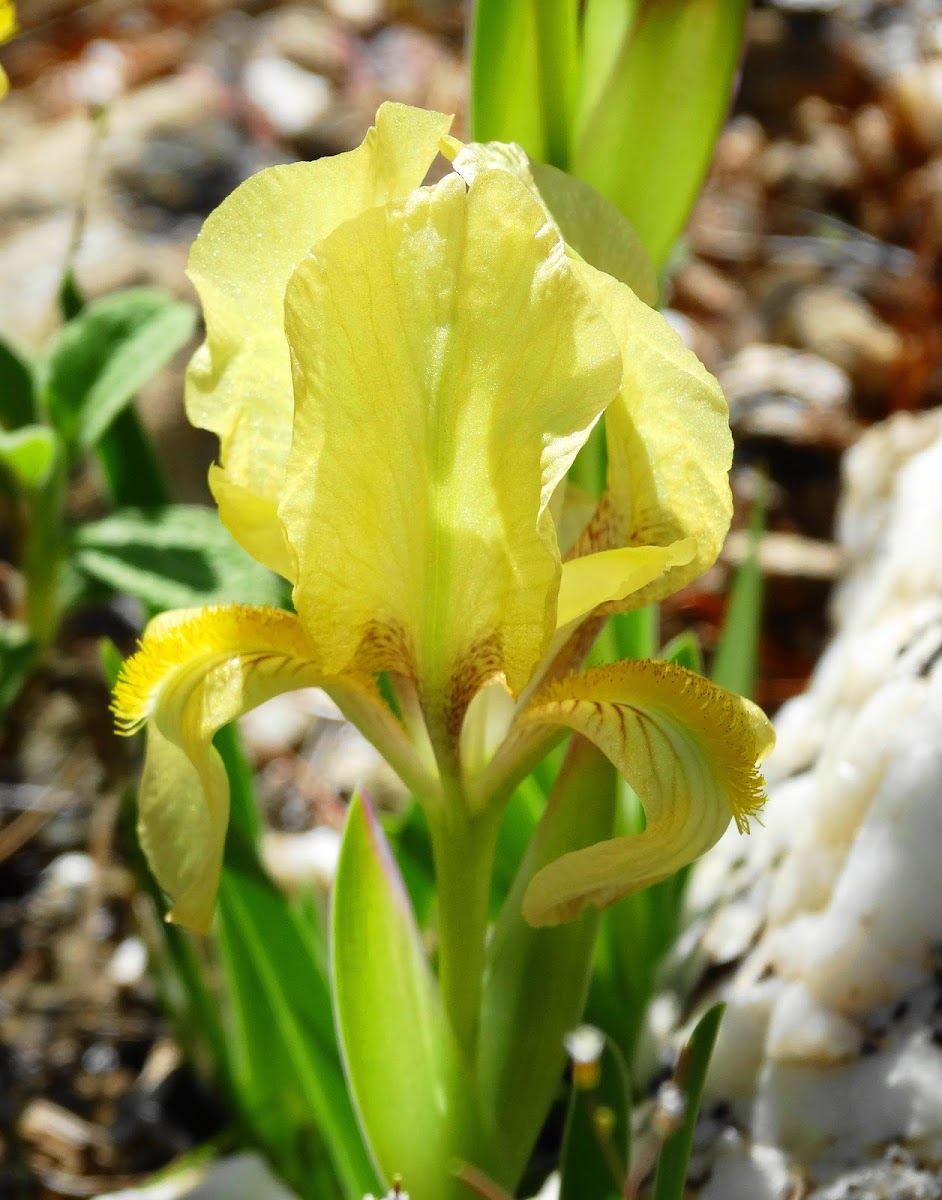 Dwarf Crested Iris