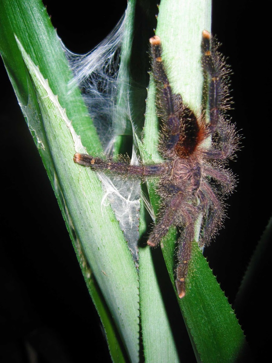 Pinktoe Tarantula, Guyana Pinktoe, Common Pinktoe, South American Pinktoe