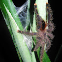 Pinktoe Tarantula, Guyana Pinktoe, Common Pinktoe, South American Pinktoe