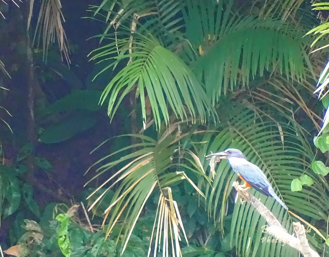 Ringed kingfisher