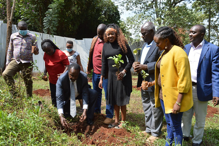 Kiambaa constituency MP Paul Koinange leads youths drawn from Mt Kenya region in planting indigenous tree meant to symbolise the commitment of youths to promote peace and unity in the country