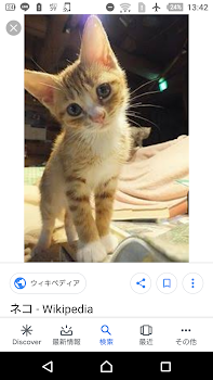 「猫」のメインビジュアル