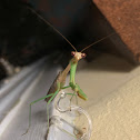 Praying Mantis