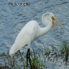 Great Egret