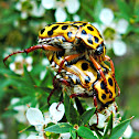 Spotted flower chafers