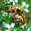 Spotted flower chafers