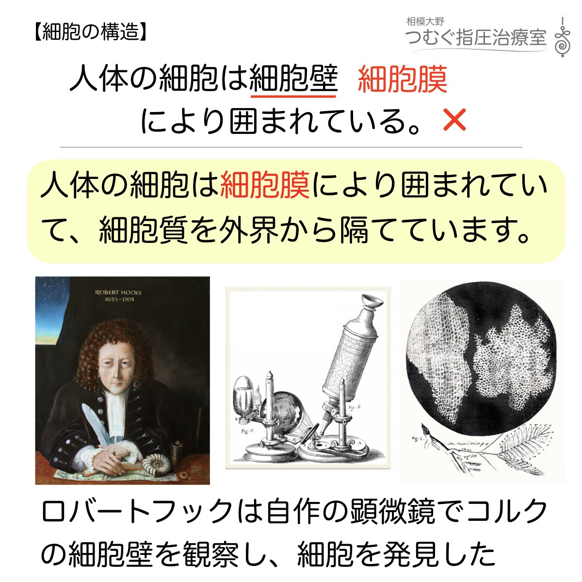 人体の細胞は により囲まれている 徹底的解剖学