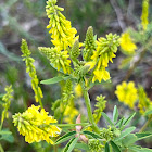 Yellow Sweetclover