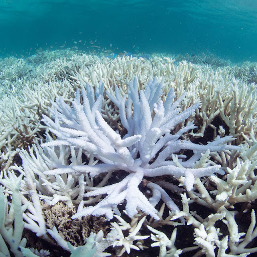 Chasing a Global Coral Bleaching Event