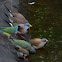 Gouldian Finch (black-headed female)