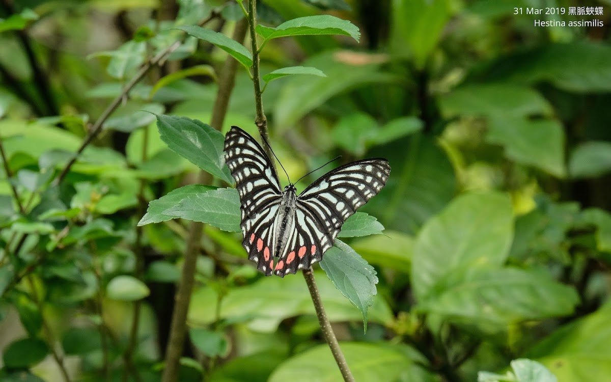 Hestina assimilis 黑脈蛺蝶