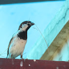 House sparrow