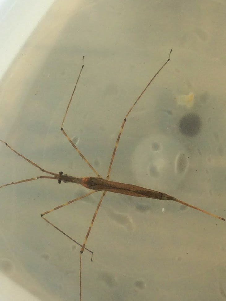 Water Scorpion