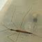 Water Scorpion