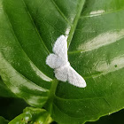 Gray-spotted white moth