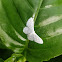 Gray-spotted white moth