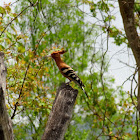 Hoopoe