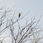 Goldfinch; Jilguero