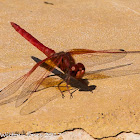 Orange-winged Dropwing