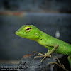 Green Forest Lizard