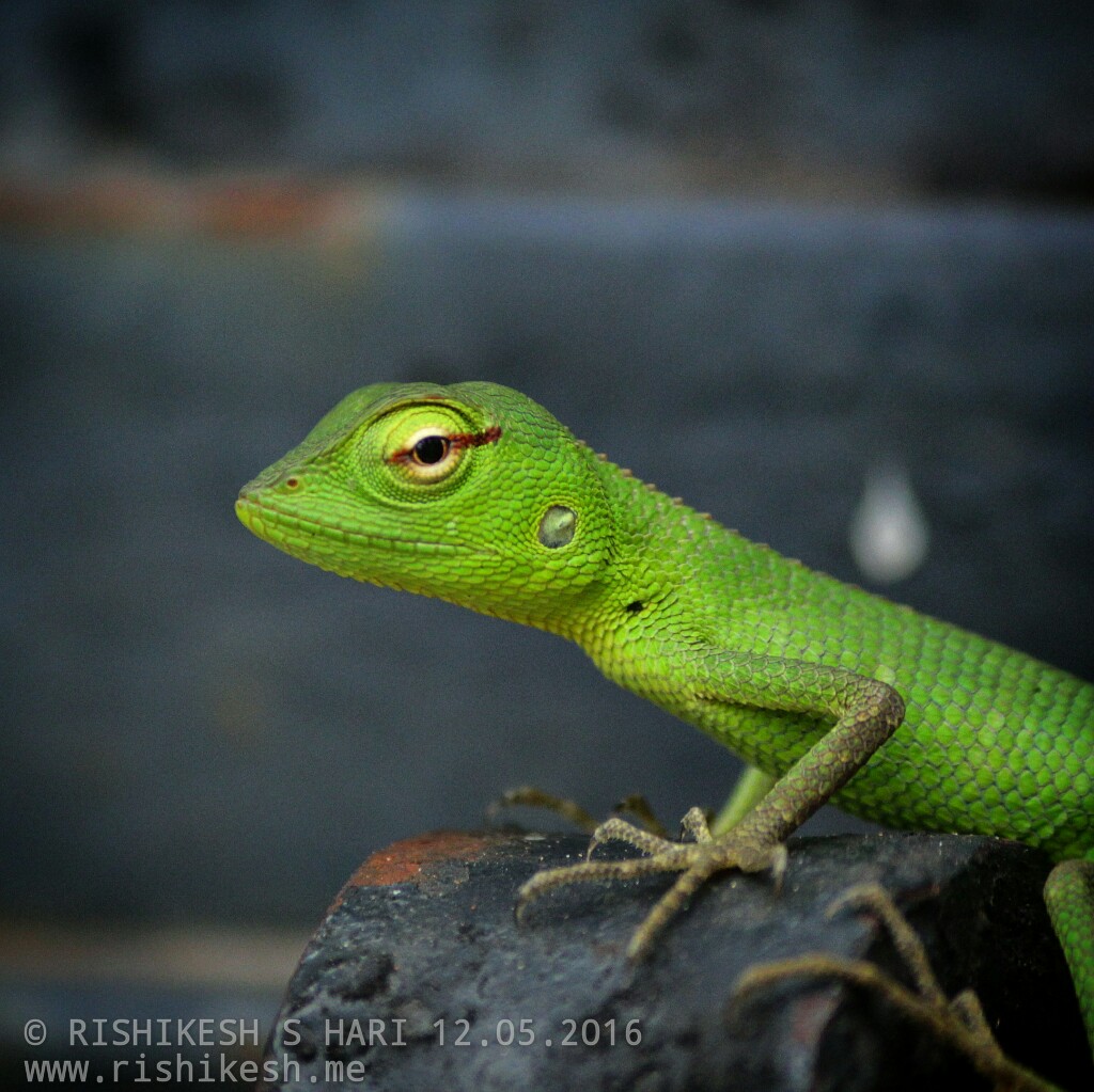 Green Forest Lizard