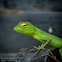 Green Forest Lizard