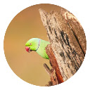 Parrot HD Wallpaper New Tab