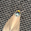 Virginia Ctenucha Moth