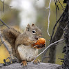 American Red Squirrel