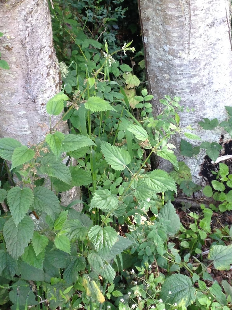 Stinging Nettle