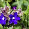 Common Bugloss