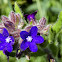 Common Bugloss