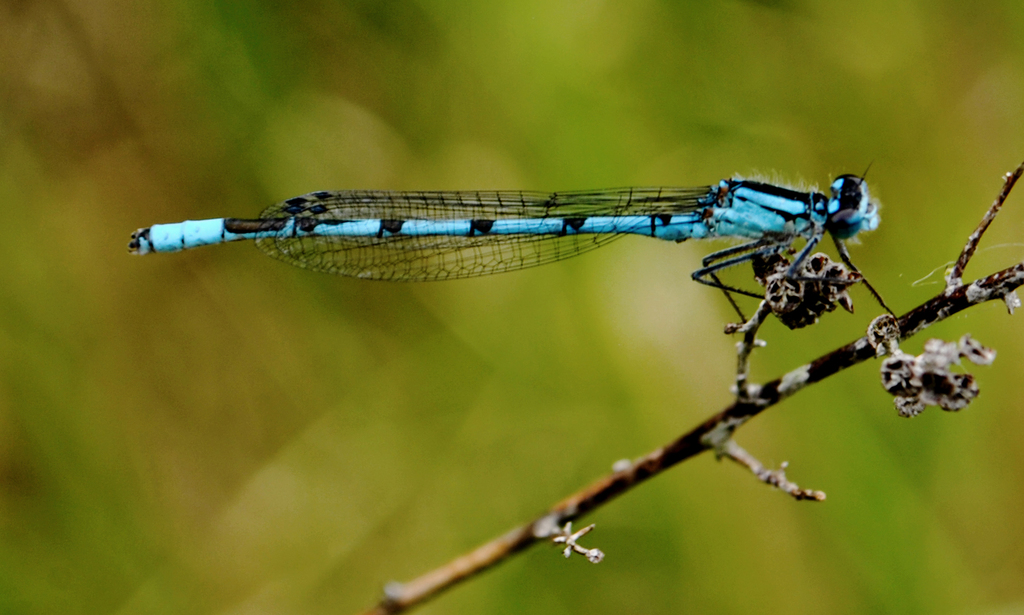 Boreal Bluet