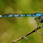 Boreal Bluet