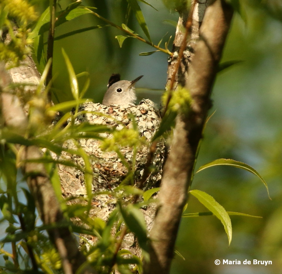 Blue-gray gnatcatcher