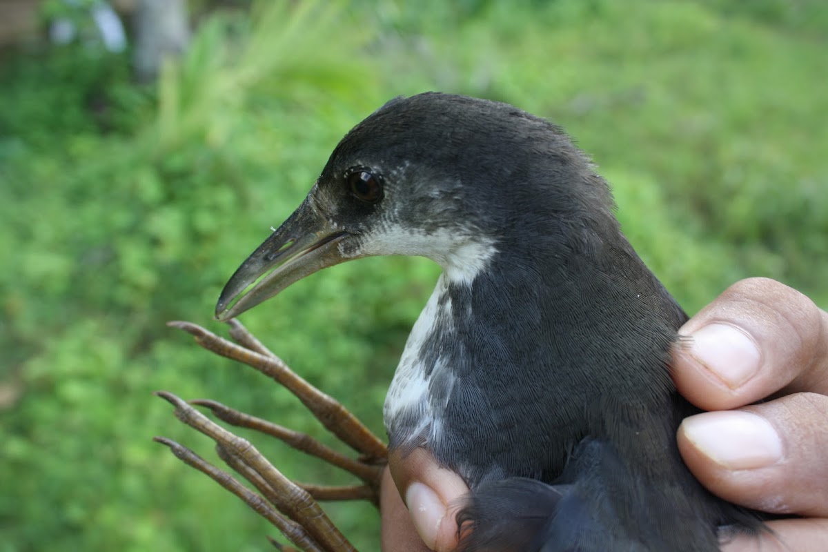 White-breasted Waterhen(juvenile)