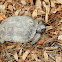 Gopher Tortoise