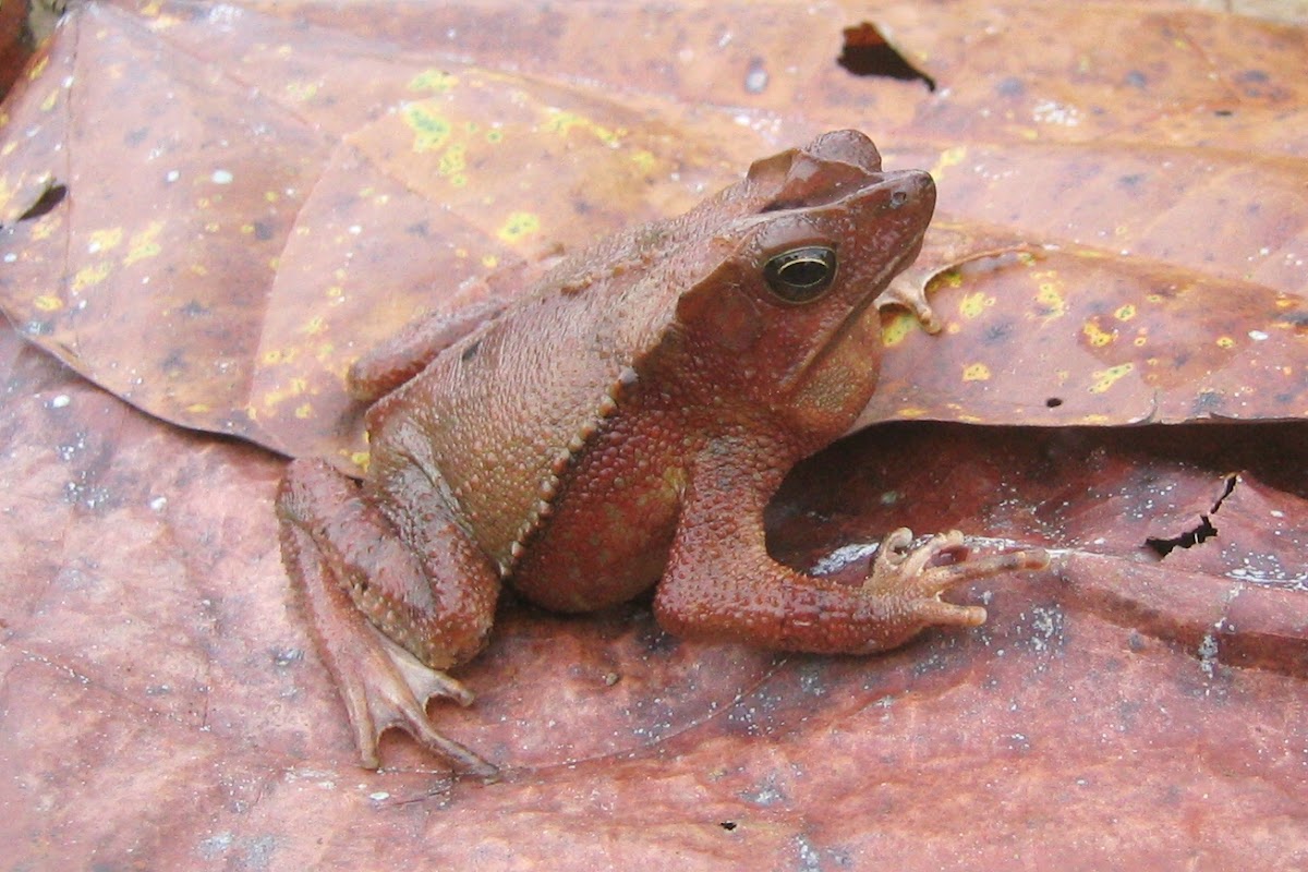 Crested Toad