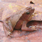 Crested Toad