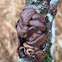 Hazelcup Fungus