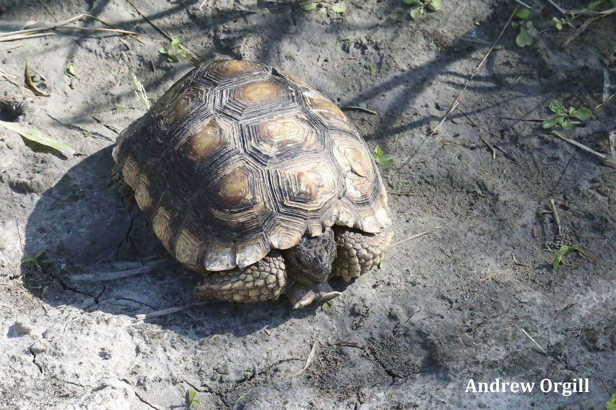 Texas Tortoise