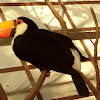 Toco toucan