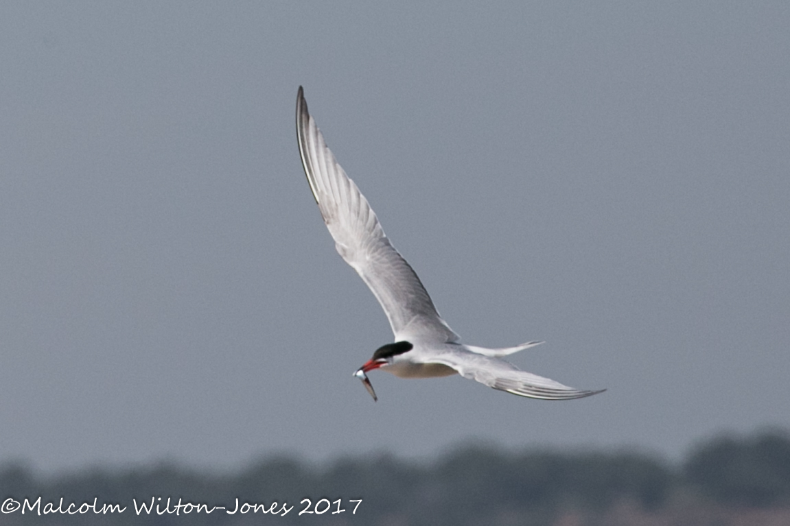 Common Tern; Charrán Común