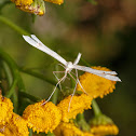 Plume Moth