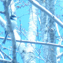 Black - Capped Chickadee