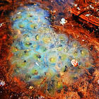 Yellow-Spotted Salamander (egg mass)