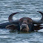 Asian Buffalo / Water Buffalo (wild)