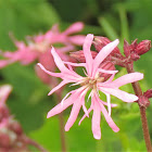 Ragged-Robin